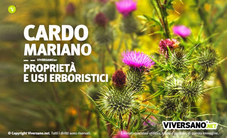 NATUSAT Semi Di Cardo Mariano, 500 G - UusVitalis Svizzera - Foto 10