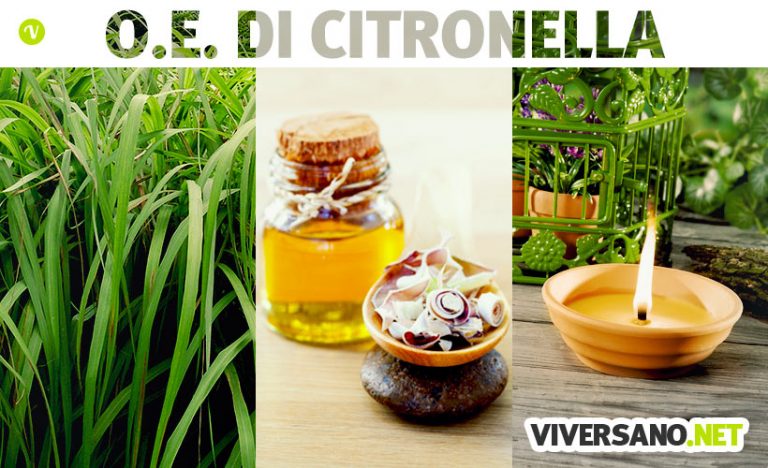Olio essenziale di citronella: proprietà, usi in casa e aromaterapia
