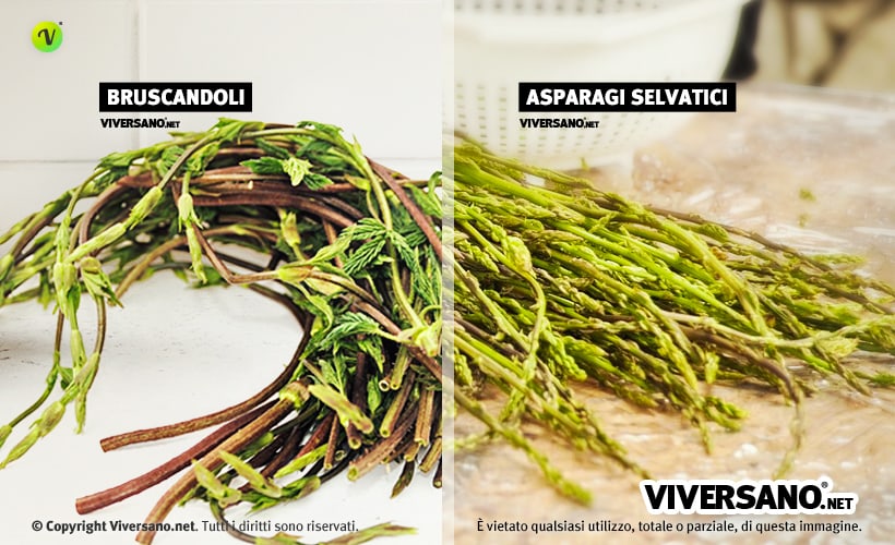 Differenze tra asparagi selvatici e bruscandoli