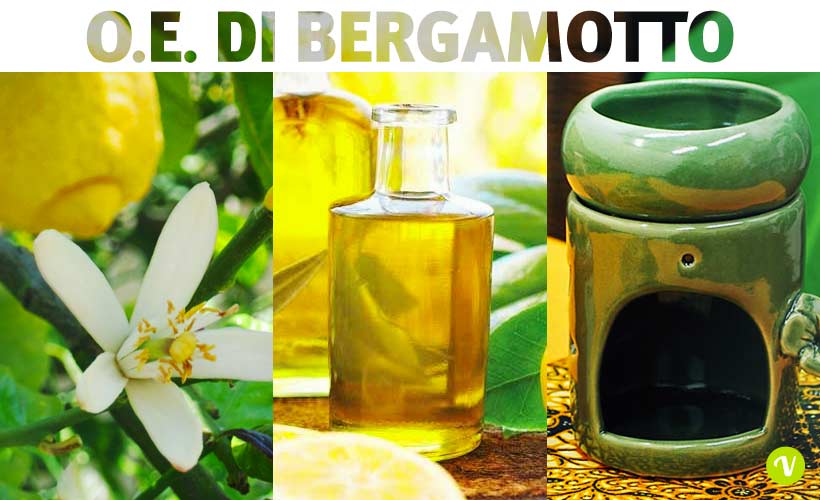 Olio 31, un rimedio naturale eccezionale. Proprietà e usi