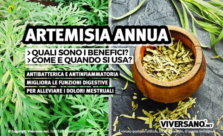 Artemisia annua: proprietà, controindicazioni e dove comprarla