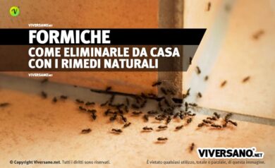 Come eliminare le formiche con rimedi naturali