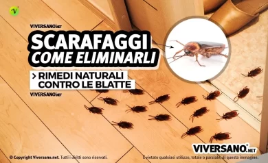 Come eliminare gli scarafaggi da casa