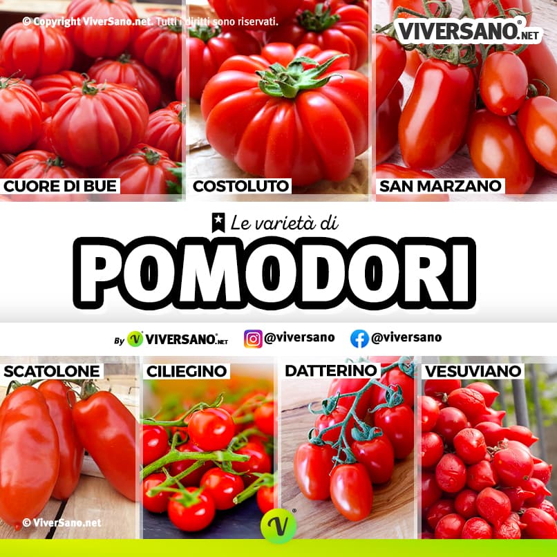 Diverse tipologie di pomodori