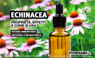 Fiori di echinacea in un prato