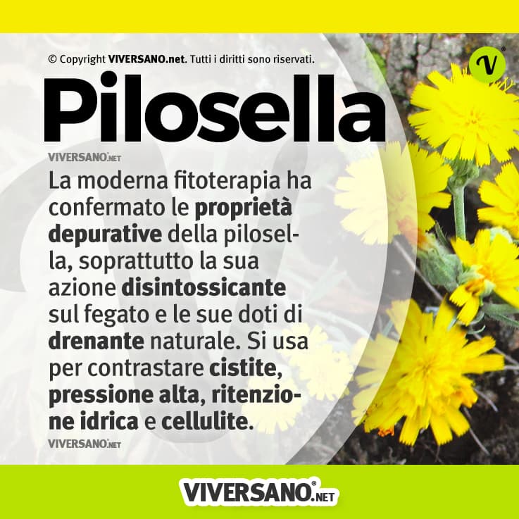Infografica sui benefici della pilosella