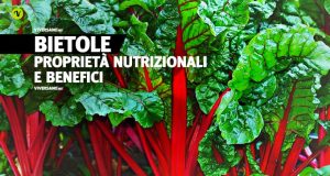 Mazzo di foglie di bietola fresca