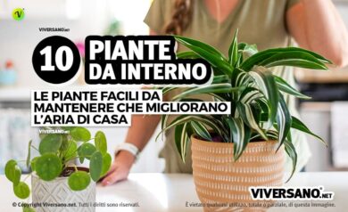 Donna cura le sue piante da appartamento